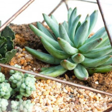 A Piece of Nature at Your Home: Glass Terrariums with Shungite